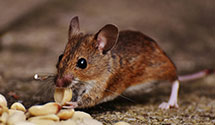24 Hour & Emergency Exterminators in Twin Lakes, ID